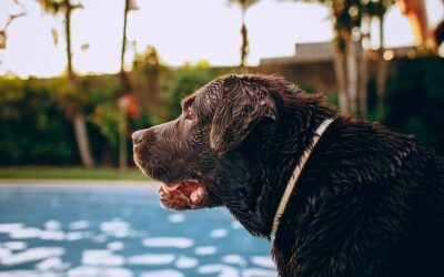 Pool Care Tips for Pet Owners