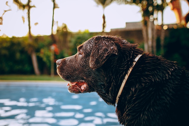Pool Care Tips for Pet Owners